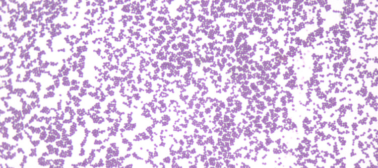 Staphylococcus-epidermids
